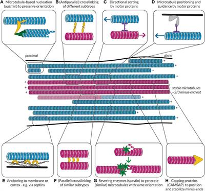 Corrigendum: Cellular cartography: towards an atlas of the neuronal microtubule cytoskeleton